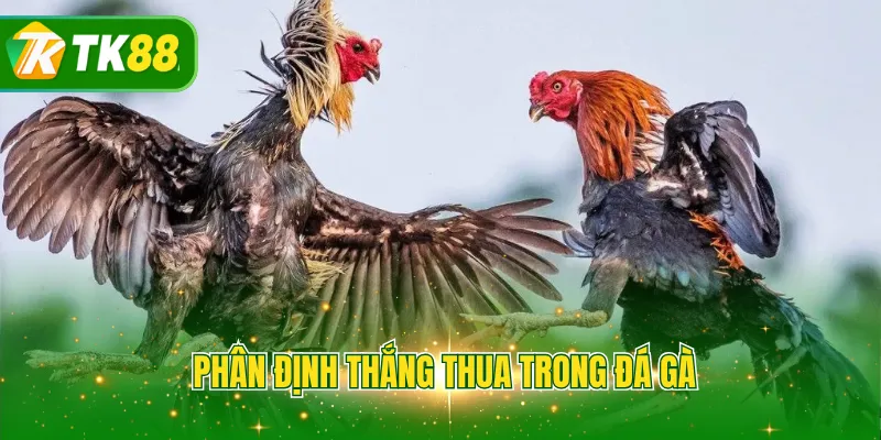 Phân định thắng thua trong đá gà